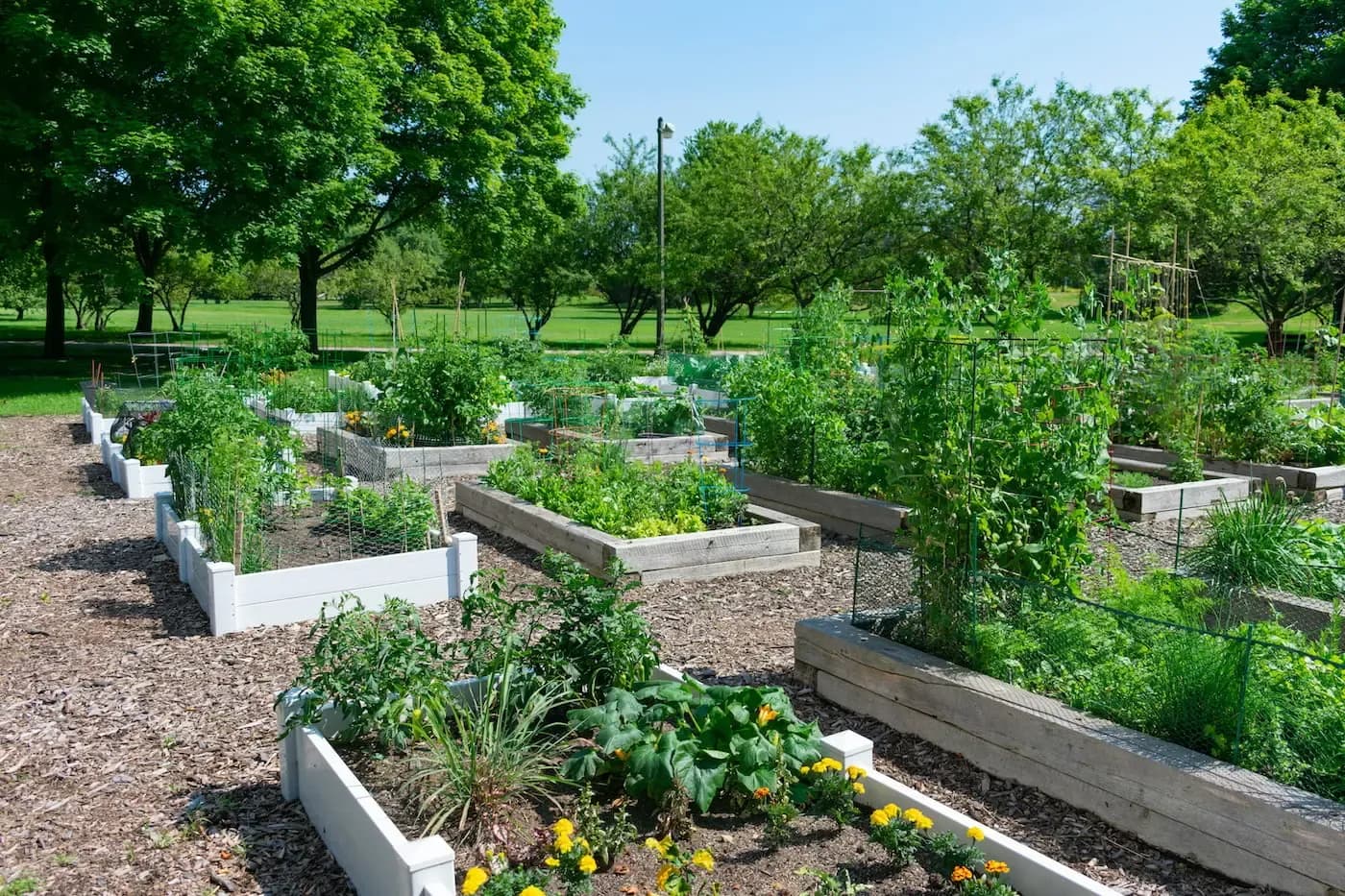 Canteros elevados con vegetales y flores en un jardín comunitario rodeado de árboles