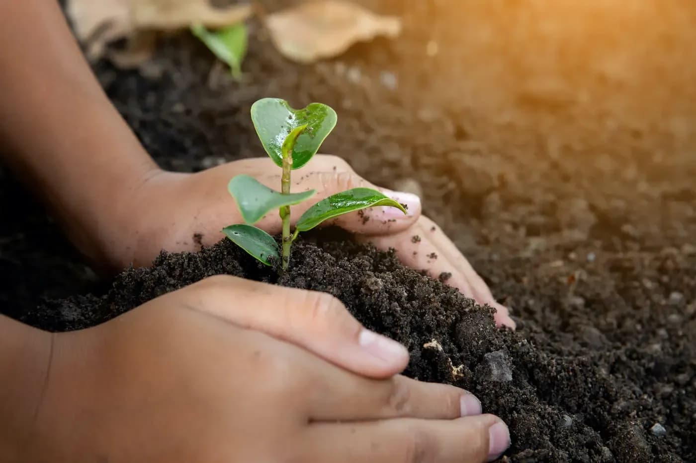 Child's hands gently holding soil around a small green seedling plant